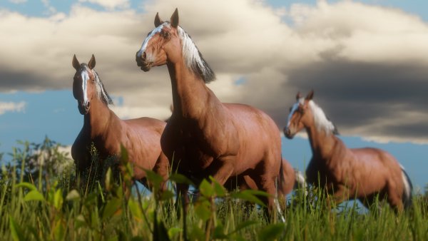 Red-Dead-Redemption-2_2018_09-24-18_015.jpg